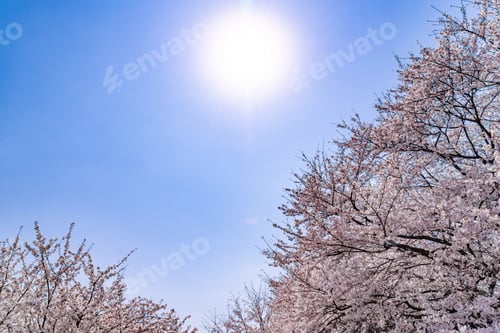 Preview: Cherry Blossoms In Satte City, Saitama Prefecture
