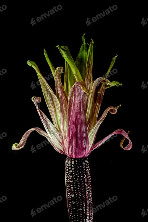 Preview: Close Up Ruby Corn Seeds On Black Background.