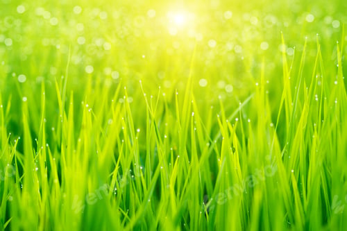 Preview: Rice Plant In Rice Field With Drop Dew