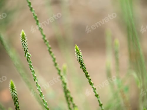 Preview: The Flower Of Achyranthes Aspera Plant On Blur Background.