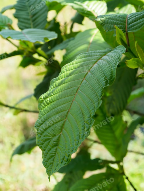 Preview: Close Up Of Mitragyna Speciosa Leaves.