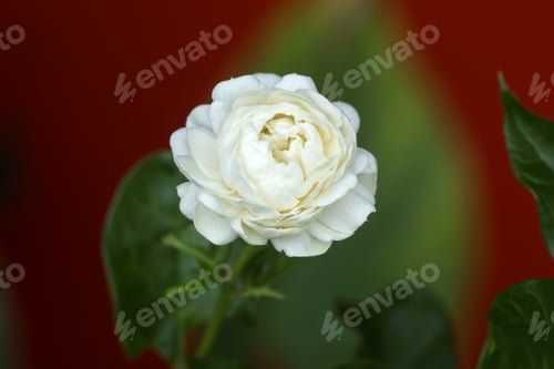 Preview: White Jasmine Flower.