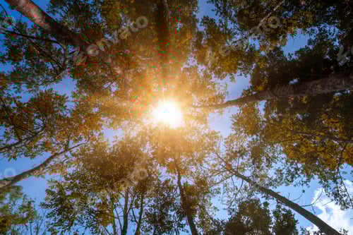 Preview: Under View Of Rubber Tree With Sunlight And Sky Background