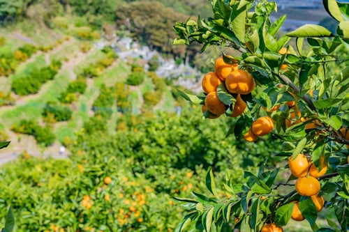 Preview: Mandarin Orange Plantation