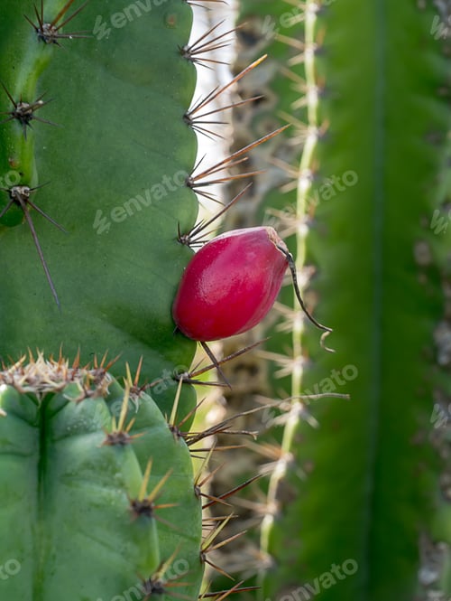 Preview: Close Up Of Cereus Tetragonus Plant.