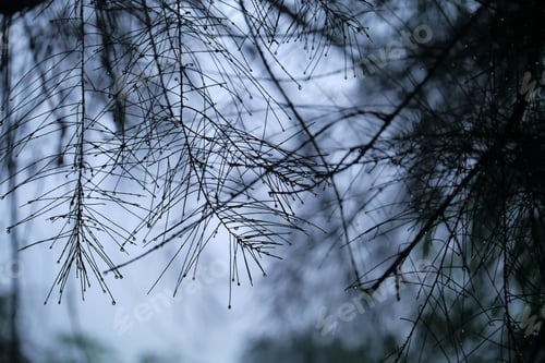 Preview: Unfocused Image Of Beautiful Rain Drops On Pine Leaves With Raining Day.