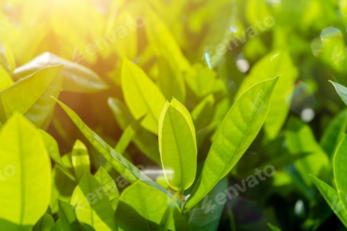 Preview: Close Up Soft Leaves Of West Indian Jasmine With Flare And Light. (Scientific Name Ixora)