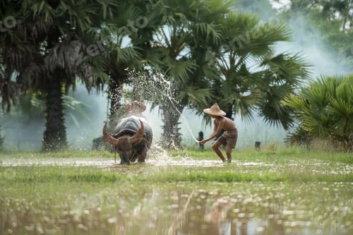 Preview: Farmer Using Buffalo Plowing Rice Field, Asian Man Using The Buffalo To Plow For Rice Plant In