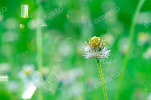 Preview: Soft Focus The Seeds Of Coat Buttons Or Mexican Daisy Flower With Bokeh Flare On Blur Background