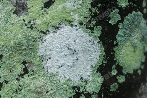 Preview: Lichens Are Symbiotic Fungi. They Are Able To Grow On The Tree.
