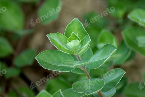 Preview: Close Up Of Vitex Trifolia Plant On The Beach.