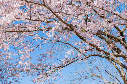Preview: Cherry Blossoms In Iwamotoyama Park, Fuji City, Shizuoka Prefecture