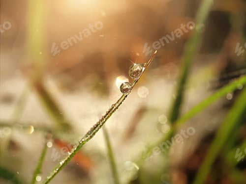 Preview: Dew Drops On Grass With Blur Bokeh Sunlight Background.