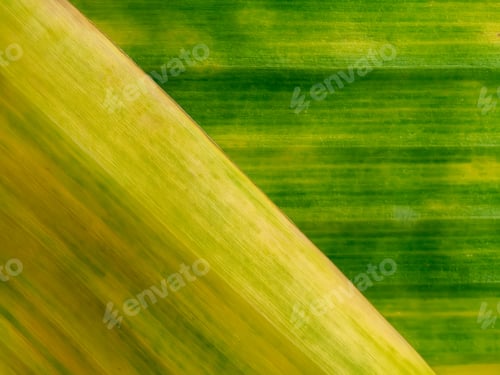 Preview: Abstract Background Of Old Banana Leaf With Yellow And Green Color.