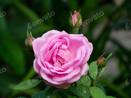 Preview: Close up of Pink Rose with Green Background