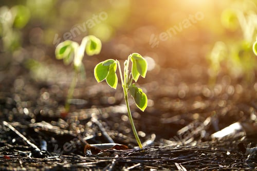 Preview: Green Sprout Growing From Seed. (Samanea Saman (Jacq.))