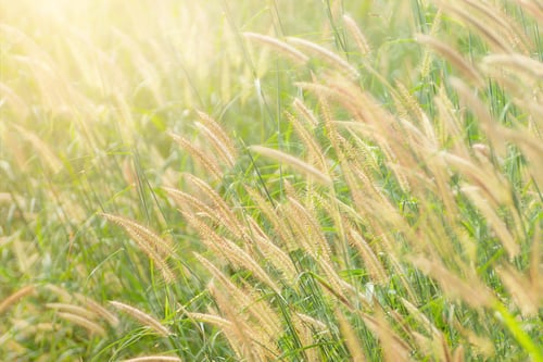 Preview: Soft Focus The Flower Grass In The Morning With Sunlight.