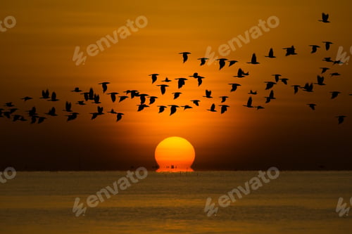 Preview: Big Sunrise In Golden Hour At The Lake With Black Shadow Of Flying Birds.
