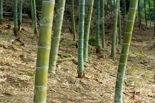 Preview: Japanese Bamboo Grove