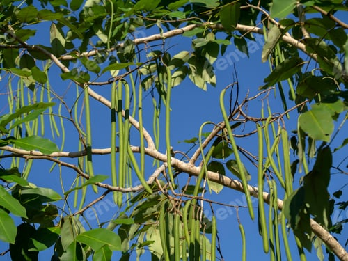 Preview: Green Sheath Of Cassia Fistula Tree On Branch With Blue Sky Background