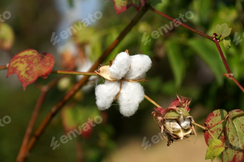 Preview: Close-Up Of Ripe Cotton Bolls On Branch