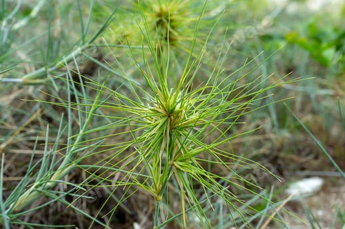 Preview: Close Up Spinifex Littoreus Grass On The Beach.