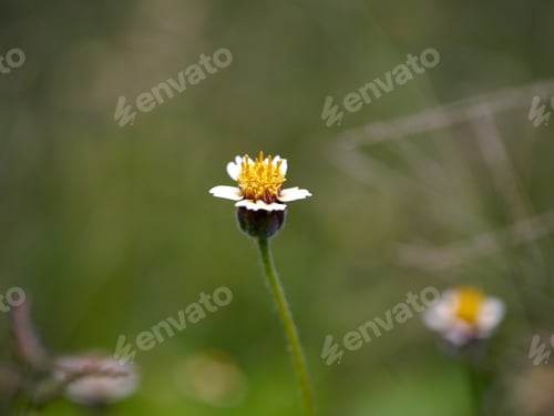 Preview: Mexican Daisy (Tridax Procumbens L.)