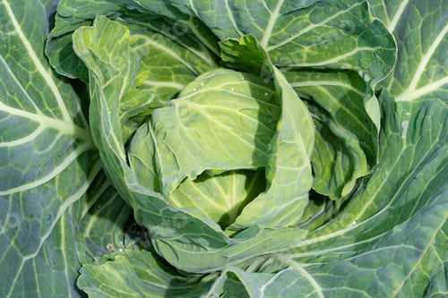 Preview: Non-Pesticide Cabbage Field