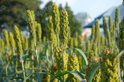 Preview: Sorghum Or Millet Field