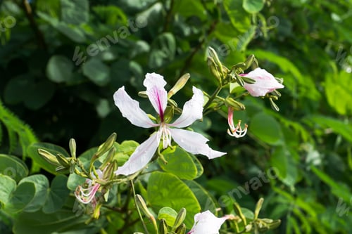 Preview: Closed Up White Flower Of Bauhinia Purpurea Or Butterfly Tree With Green Leaves.