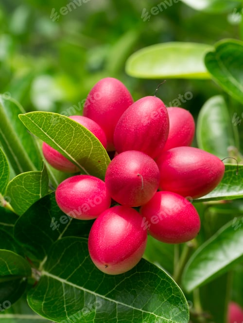 Preview: High Vitamin Fruit Of Bengal Currants On Tree. (Carissa Carandas)