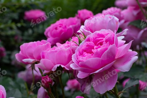 Preview: Beautiful Close-Up of Pink Roses in a Garden
