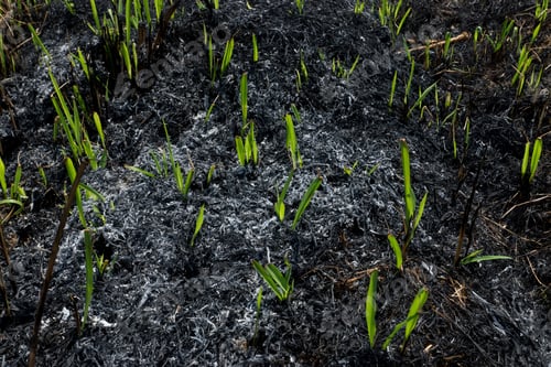 Preview: Grass Leaves After Being Burned.