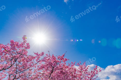 Preview: Kawazu Sakura In Kawazu-Cho, Kamo-Gun, Shizuoka Prefecture