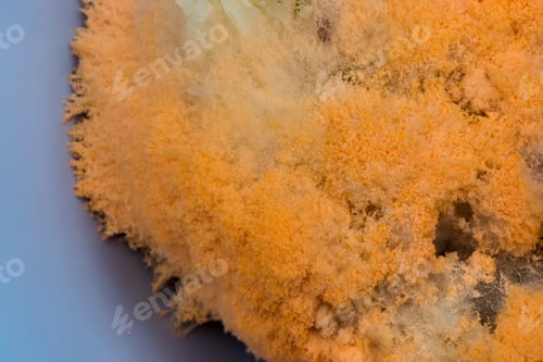 Preview: Close Up Of Fungus On Rice.