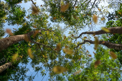 Preview: Under View Of Tree With Blue Sky Background And Leaves Fall In The Forest.