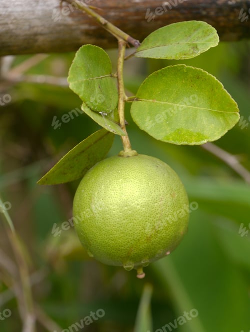 Preview: Lime Fruit On Tree Lime.