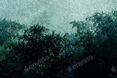 Preview: Silhouette Plant In The Rain Fall With Light, Un-Focus On This Image.