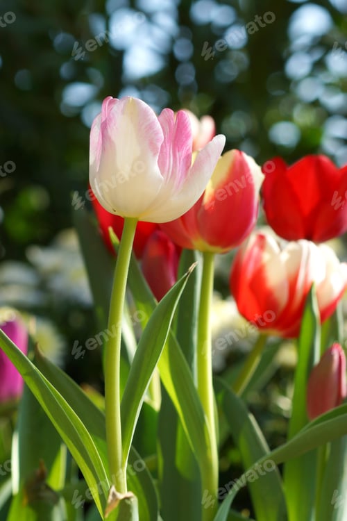 Preview: Tulips Are Blooming In The Garden.