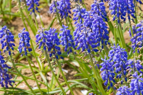 Preview: A Blue Flower Similar To Lavender