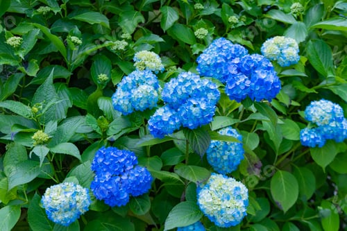 Preview: Hydrangea In Early Summer