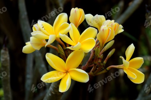 Preview: Frangipani Flower.