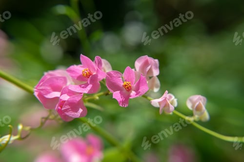 Preview: Close Up Of Mexican Creeper Flower With Blur Background.