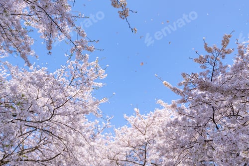 Preview: Cherry Blossoms In Satte City, Saitama Prefecture