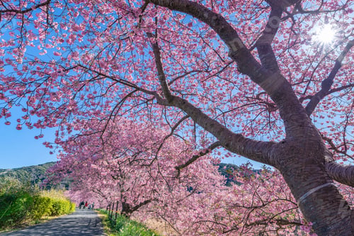 Preview: Kawazu Cherry Blossoms In Minamiizu-Cho, Kamo-Gun, Shizuoka Prefecture