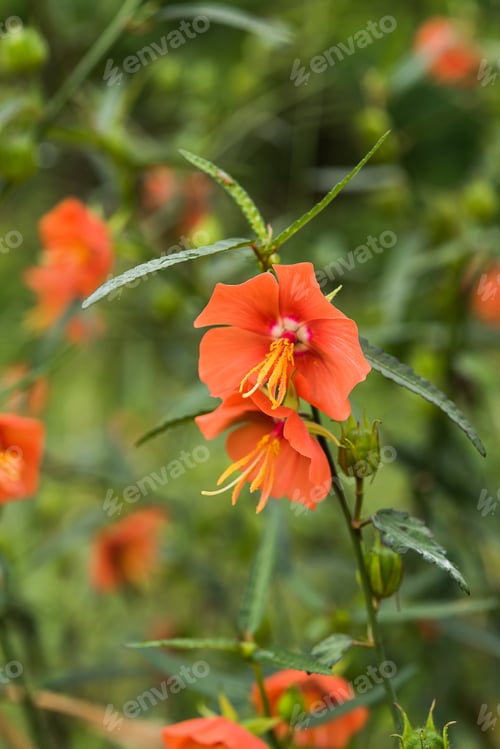 Preview: Orange Pentapetes Phoenicea Flower.