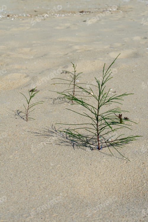 Preview: Seedlings Of Pine Trees Growing On Sand With Blur Background.