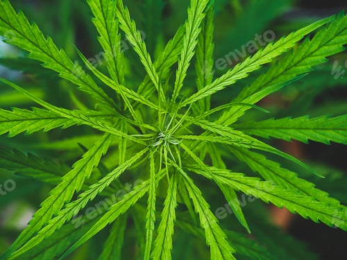 Preview: Close Up Green Marijuana Or Thai Stick Leaves On Tree In Matte Color Tone. (Cannabis Sativa Indica)