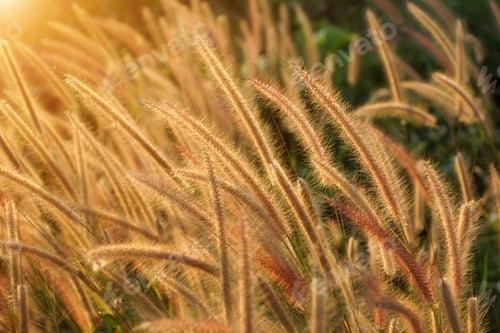 Preview: Flower Grass Impact Sunlight. (Penisetum Polystachyon (L.) Schult.)