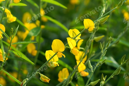 Preview: Crotalaria Juncea In The Field